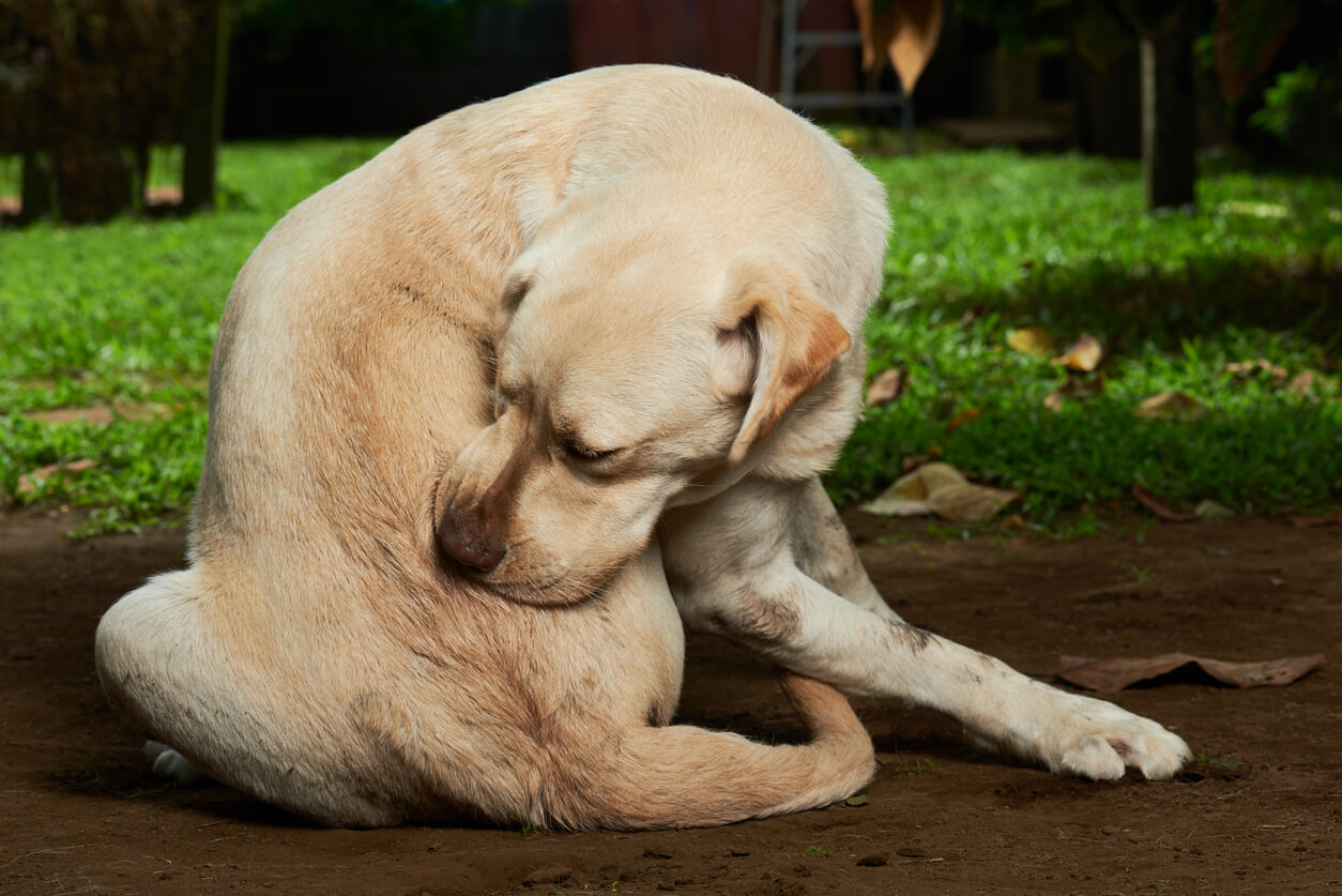 Lab-type dog sitting outside, biting at pests near his tail