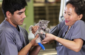 Veterinary team working with injured kitten
