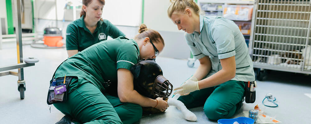 Veterinary work, like working with a stressed dog shown here, can take a toll on mental health.