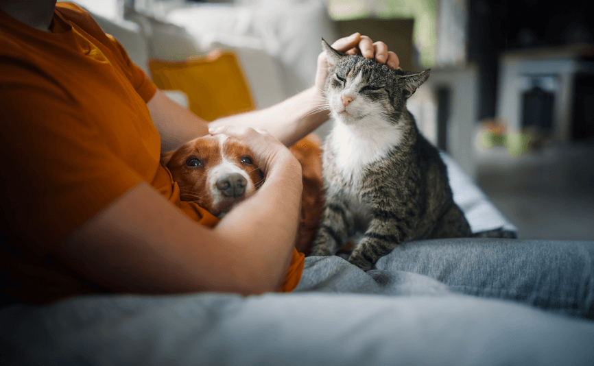 Dog and cat snuggling on a man's lap indoors - new white paper on pandemic pets