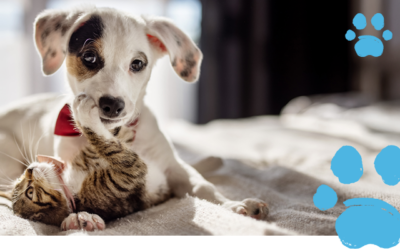 New report uncovers the truth about pandemic pets and aging