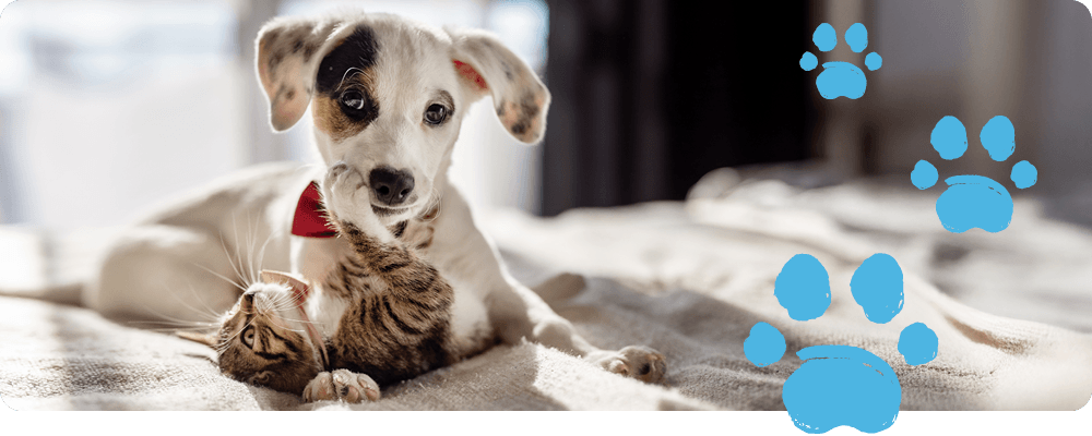 New report uncovers the truth about pandemic pets and aging
