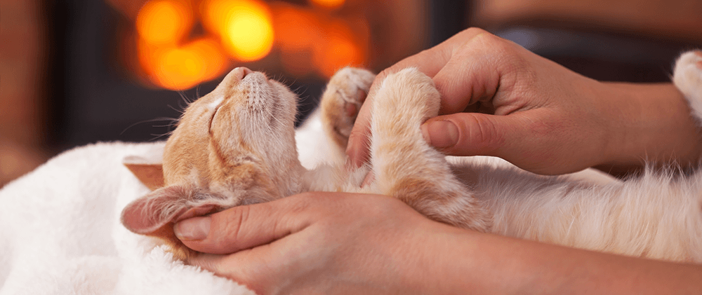 iStock-1082093870 blog Reduce the stress of the busy holiday season with these preparation tips. Image shows kitten relaxing belly-up with a fireplace in the background and pet owner hands